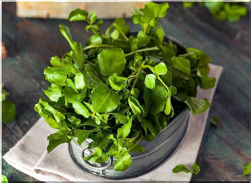 Fresh-watercress-is-rich-in-calcium