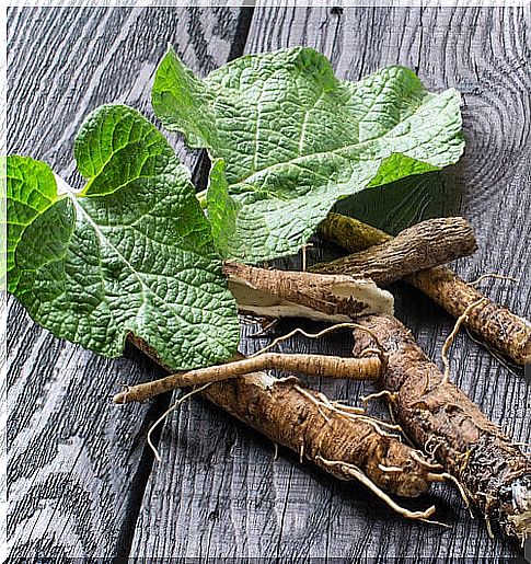 Strengthen the lungs with licorice root