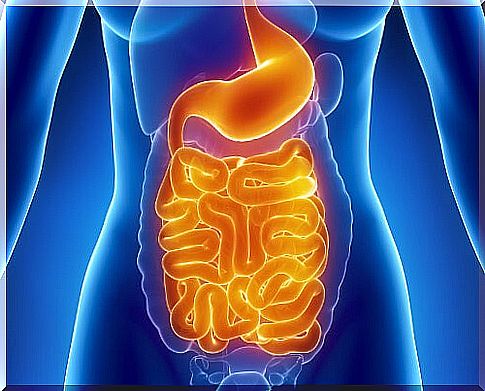 digestive system intestinal flora