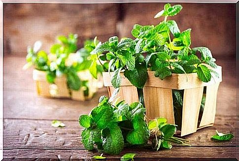 Natural remedy for snoring with mint