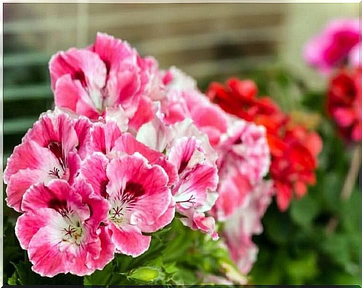 Geranium for gingivitis