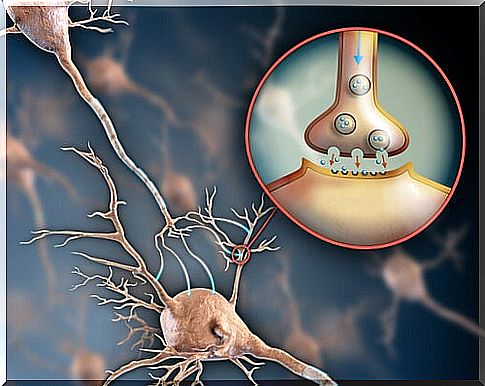 Nervous system