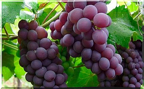 Grapes are diuretic foods