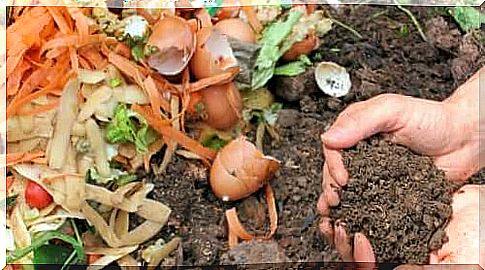 Compost compost heap