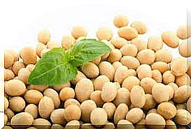 Soybeans on white background