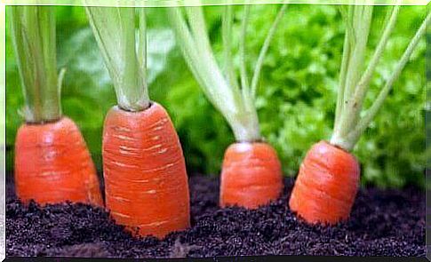 Fresh carrots