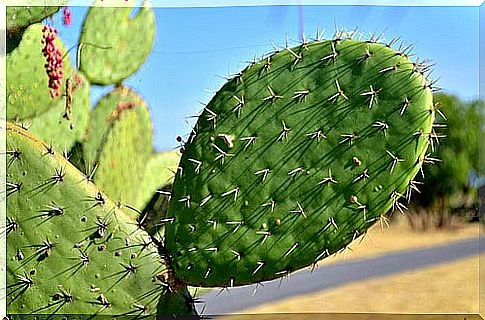 Health-promoting properties of the prickly pear