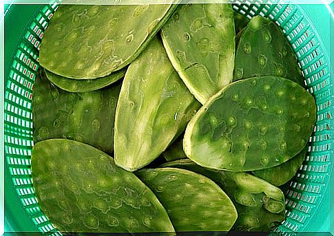 Prickly pear cactus in a colander