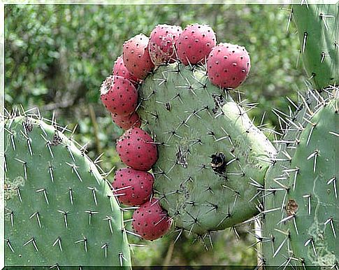 Prickly pear