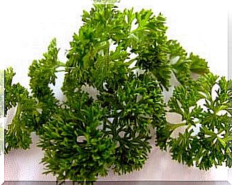 Fresh parsley on a white background