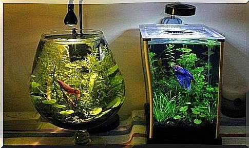 How to properly clean an aquarium