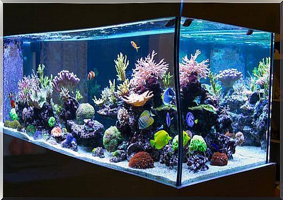 More tips for cleaning the aquarium