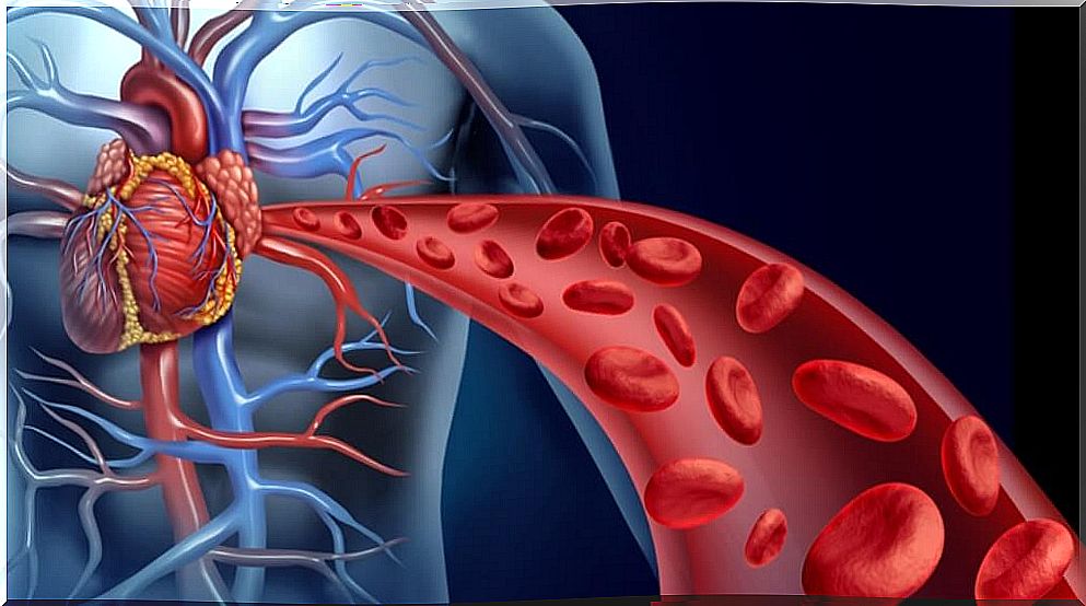 Illustration of a blood circulation