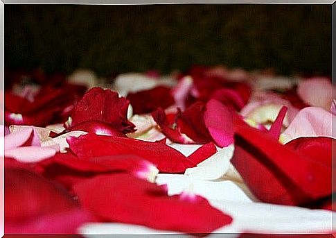 Rose petals