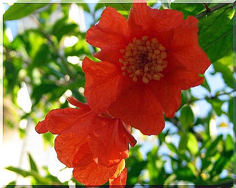 Pomegranate blossom