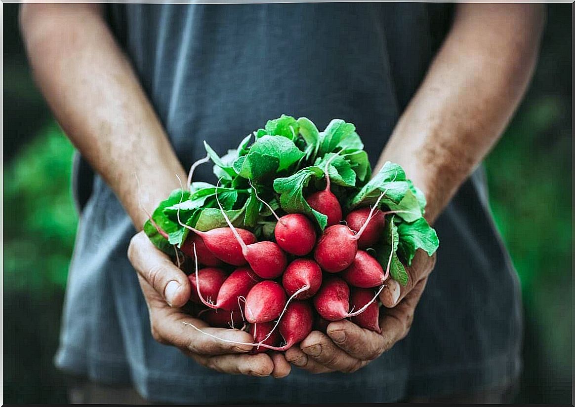 Radish harvest