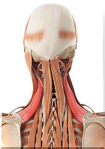 The anatomy of the neck: bones and cartilage