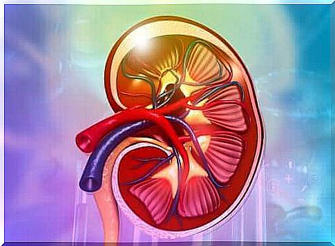 The kidneys: anatomy and functions