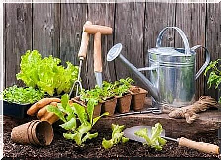 Create a city garden in a small space 